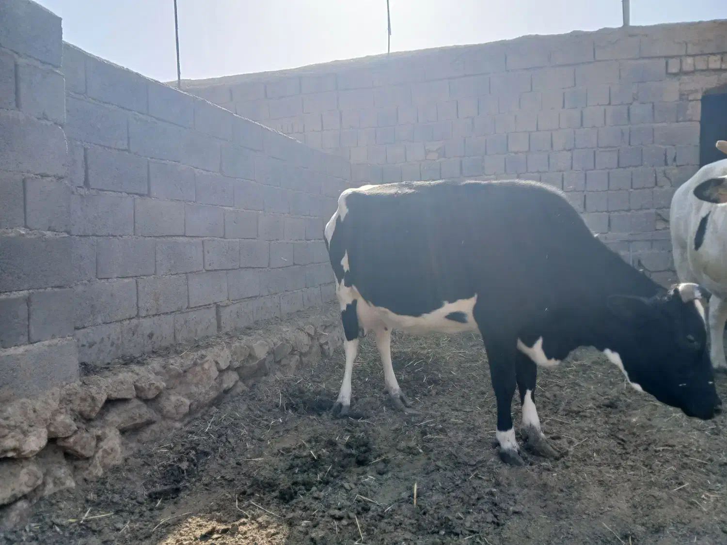 مبلغ 130|حیوانات مزرعه|گزیک, |دیوار