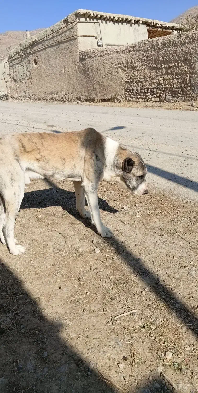 سگ فروشی|سگ|شیروان (خراسان), |دیوار
