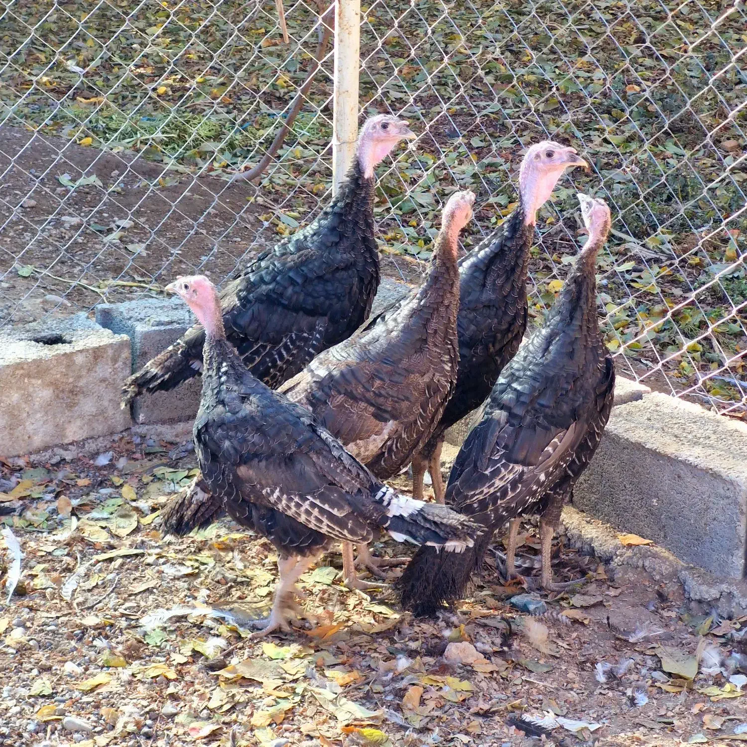 بوقلمون رسمی|حیوانات مزرعه|شهریار, رضی آباد بالا|دیوار