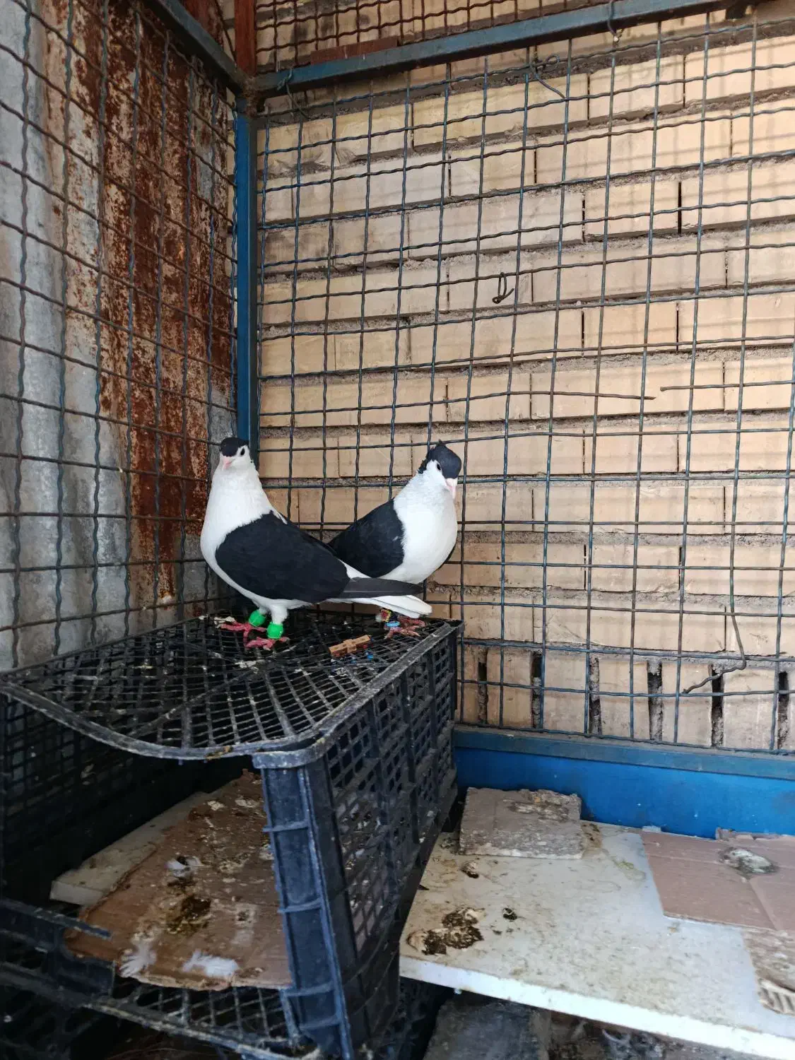 کبوتر  دوبالی|پرنده|باغ ملک, |دیوار