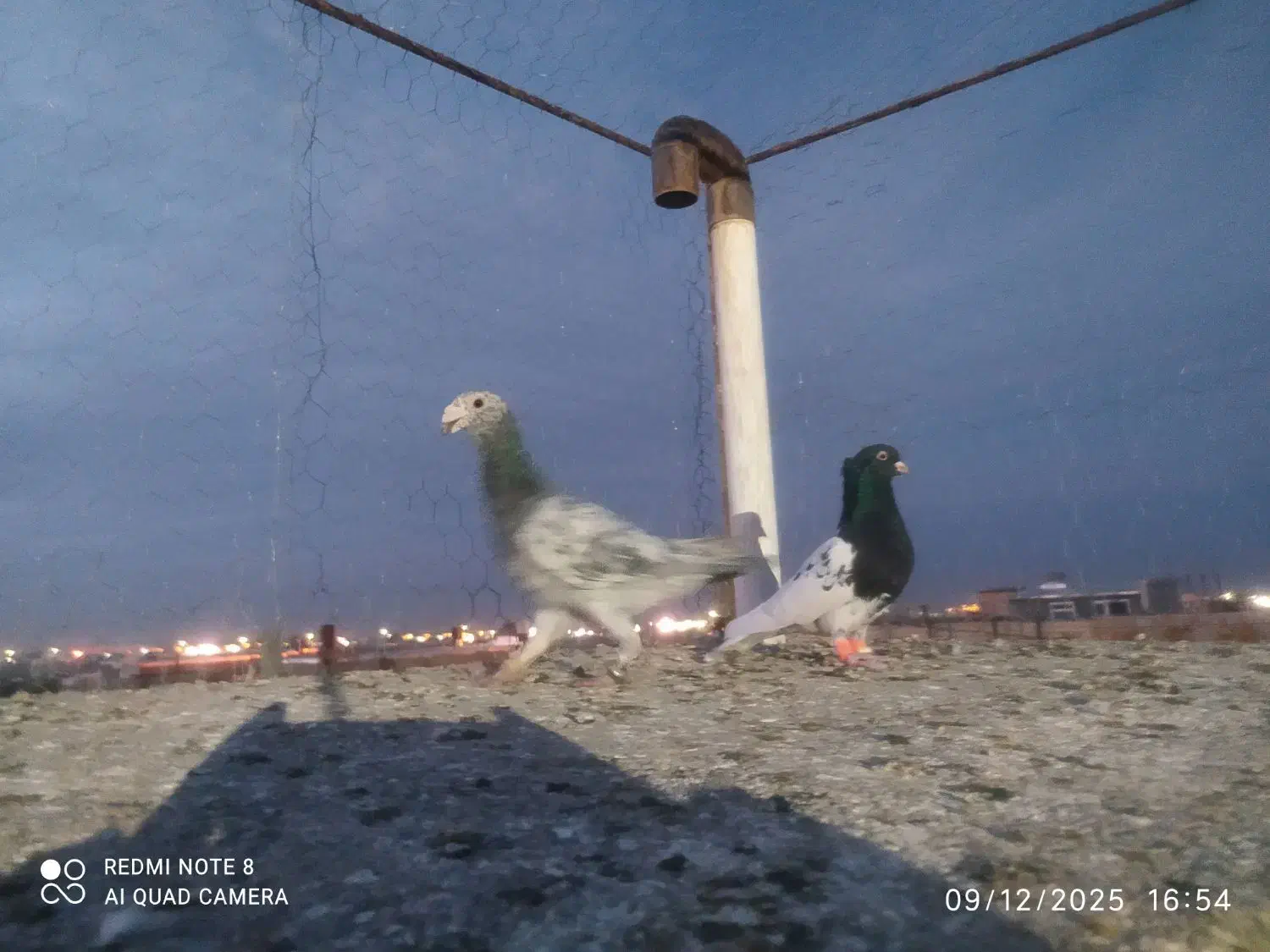 کفتر سارهفت رنگ|پرنده|گناباد, |دیوار