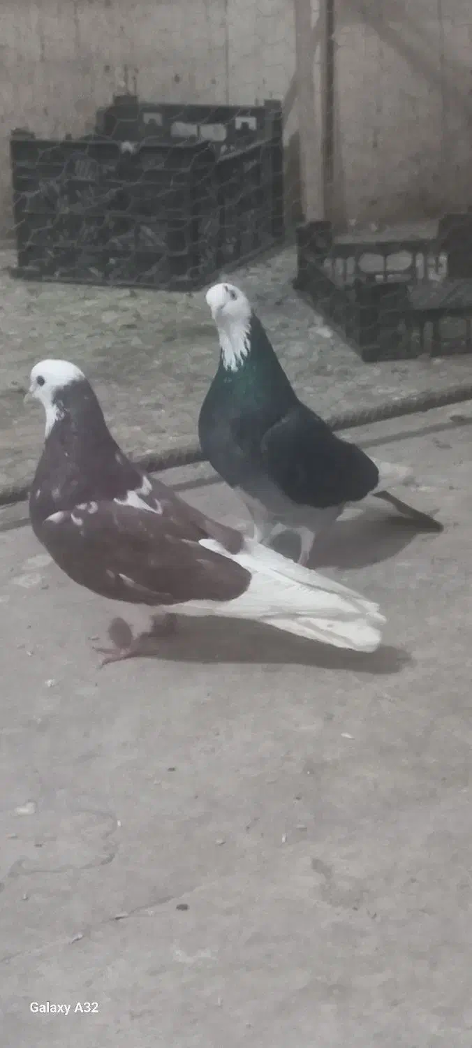 کفتر شازده زیبا|پرنده|سراب, |دیوار