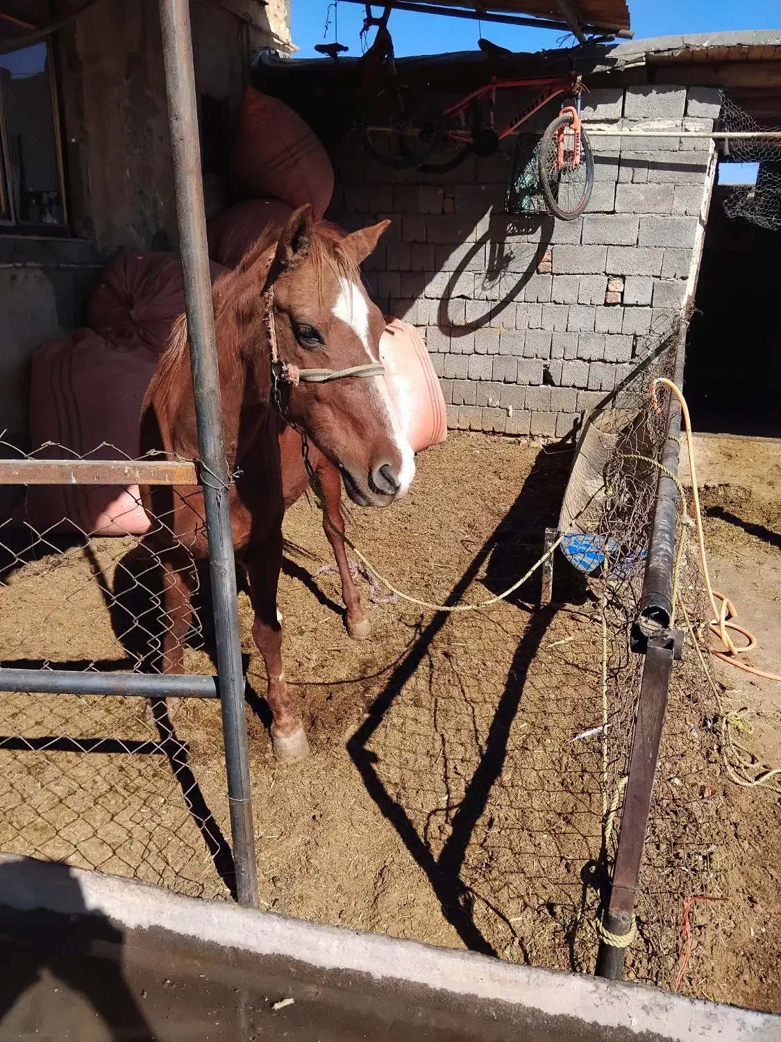 اسب مادیان|اسب و تجهیزات اسب‌سواری|بیلوار, |دیوار