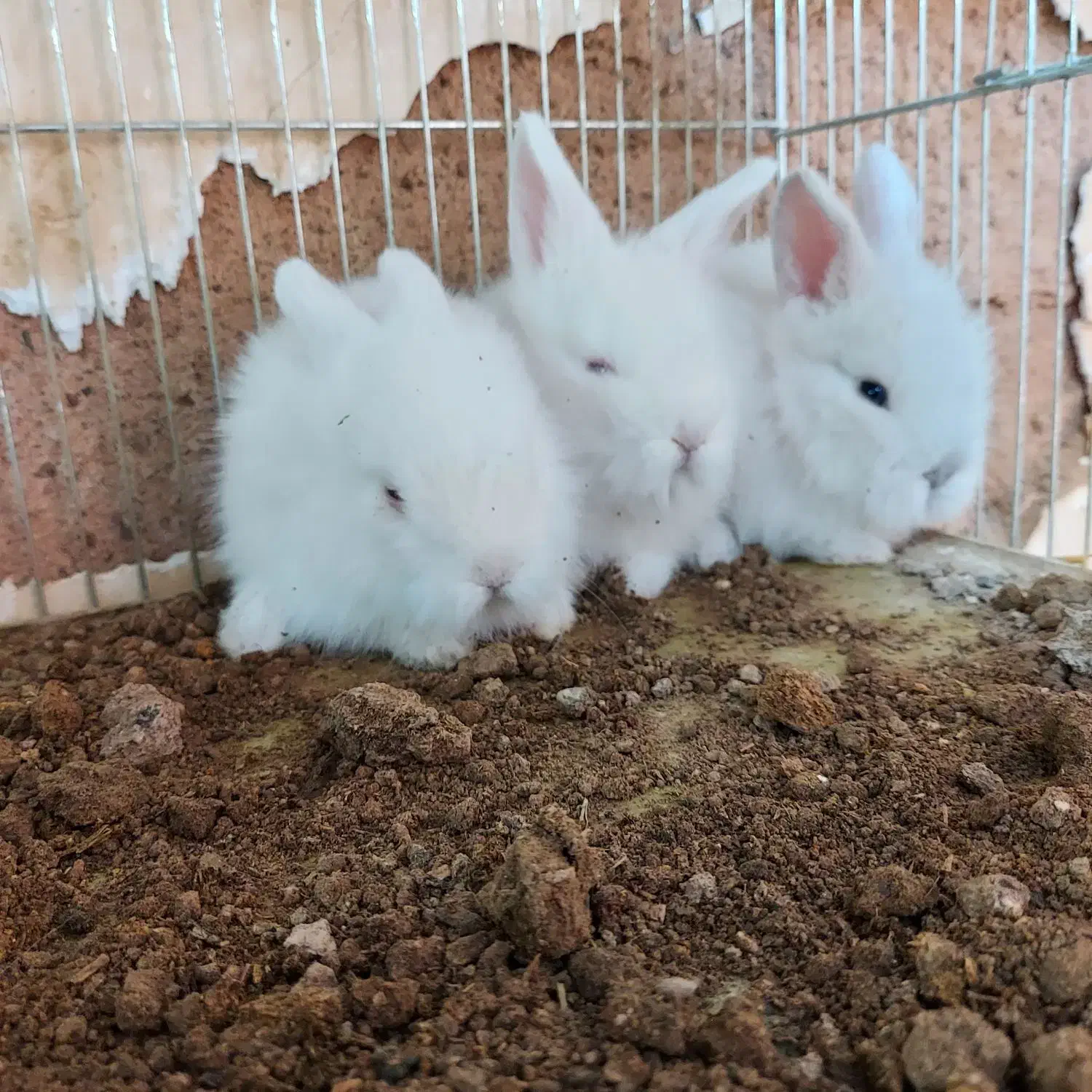 بچه خرگوش مینی لوپ هلندی مینیاتوری/همراه با مشاوره|موش و خرگوش|اصفهان, بوستان ناژوان|دیوار