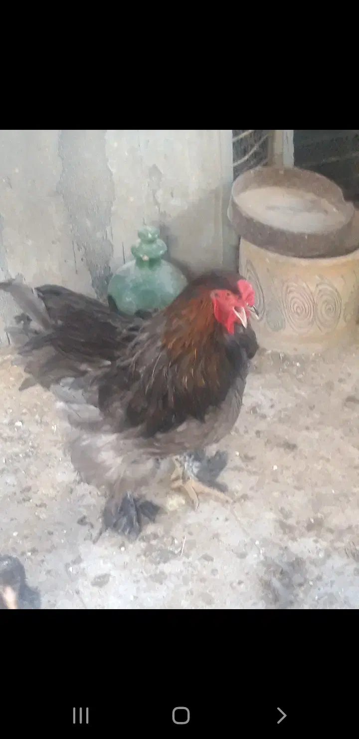 مرغ و خروس و جوجه برهما امپراطور اصل|حیوانات مزرعه|تهران, خانی آباد نو شمالی|دیوار