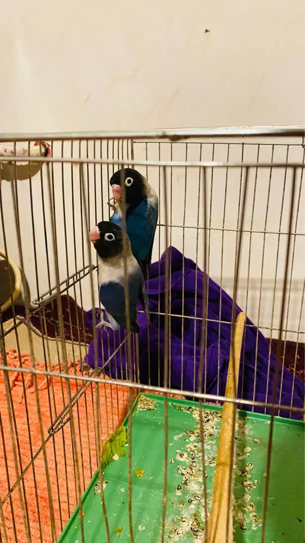 طوطی برزیلی|پرنده|رشت, فرزانه|دیوار