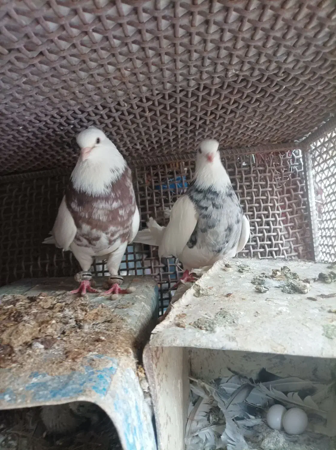 سه جفت کبوتر اصلی درجه یک حراج|پرنده|لنجان, |دیوار