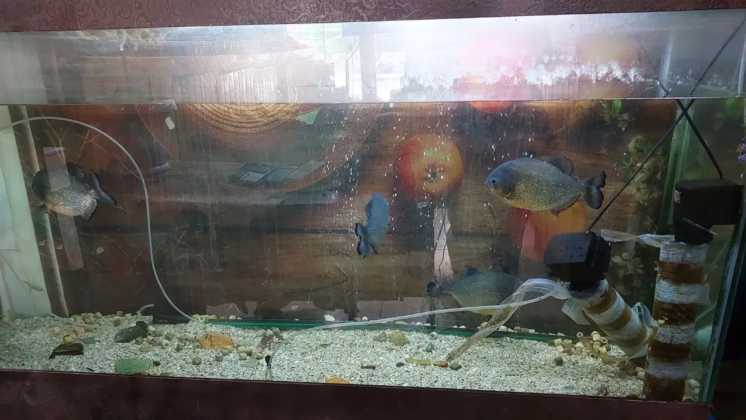 ماهی و اکواریوم|ماهی|کرج, فاز ۱ مهرشهر|دیوار