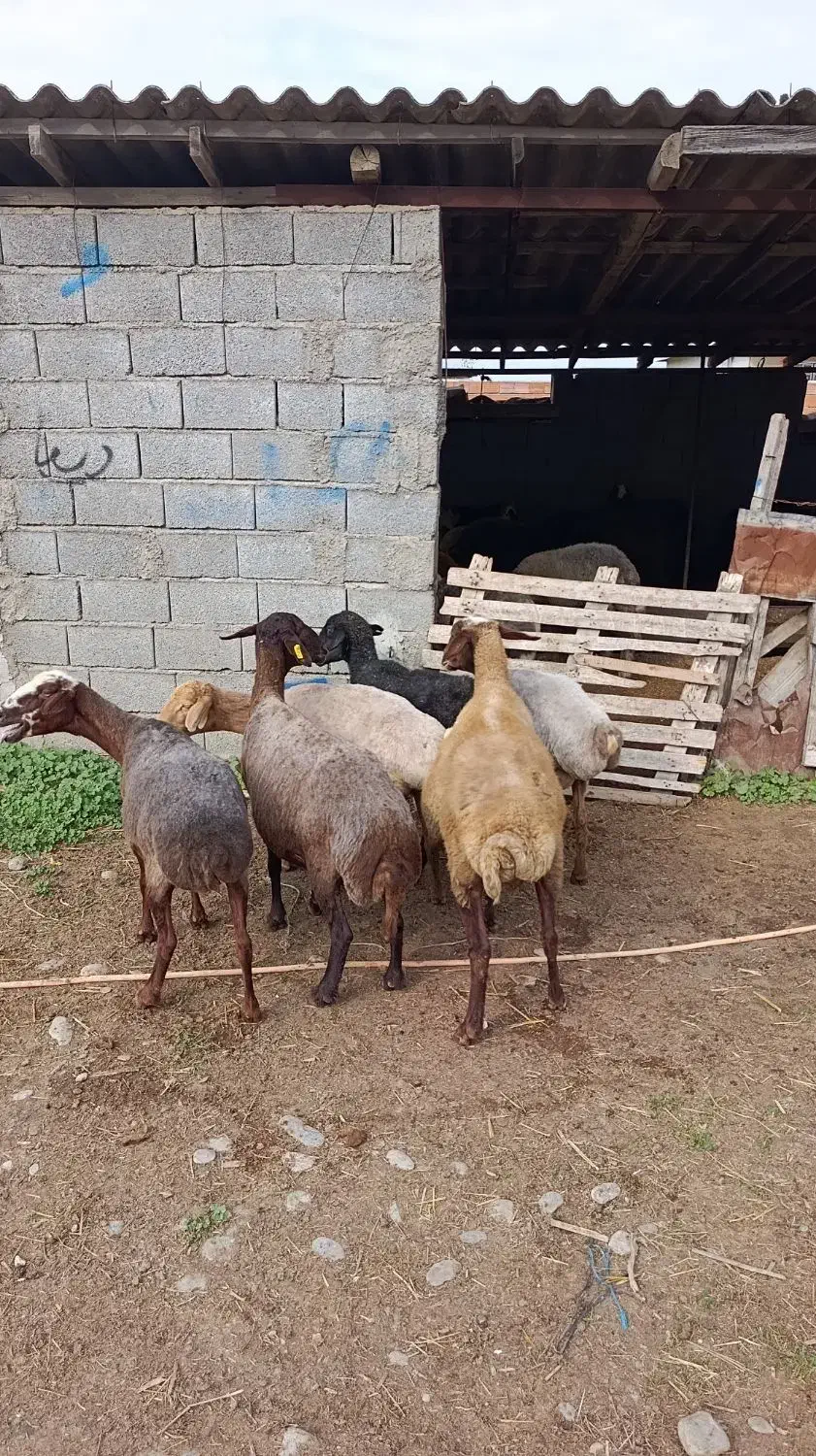 6راس گوسفند مایه کرده آبستن|حیوانات مزرعه|سیمین شهر, |دیوار
