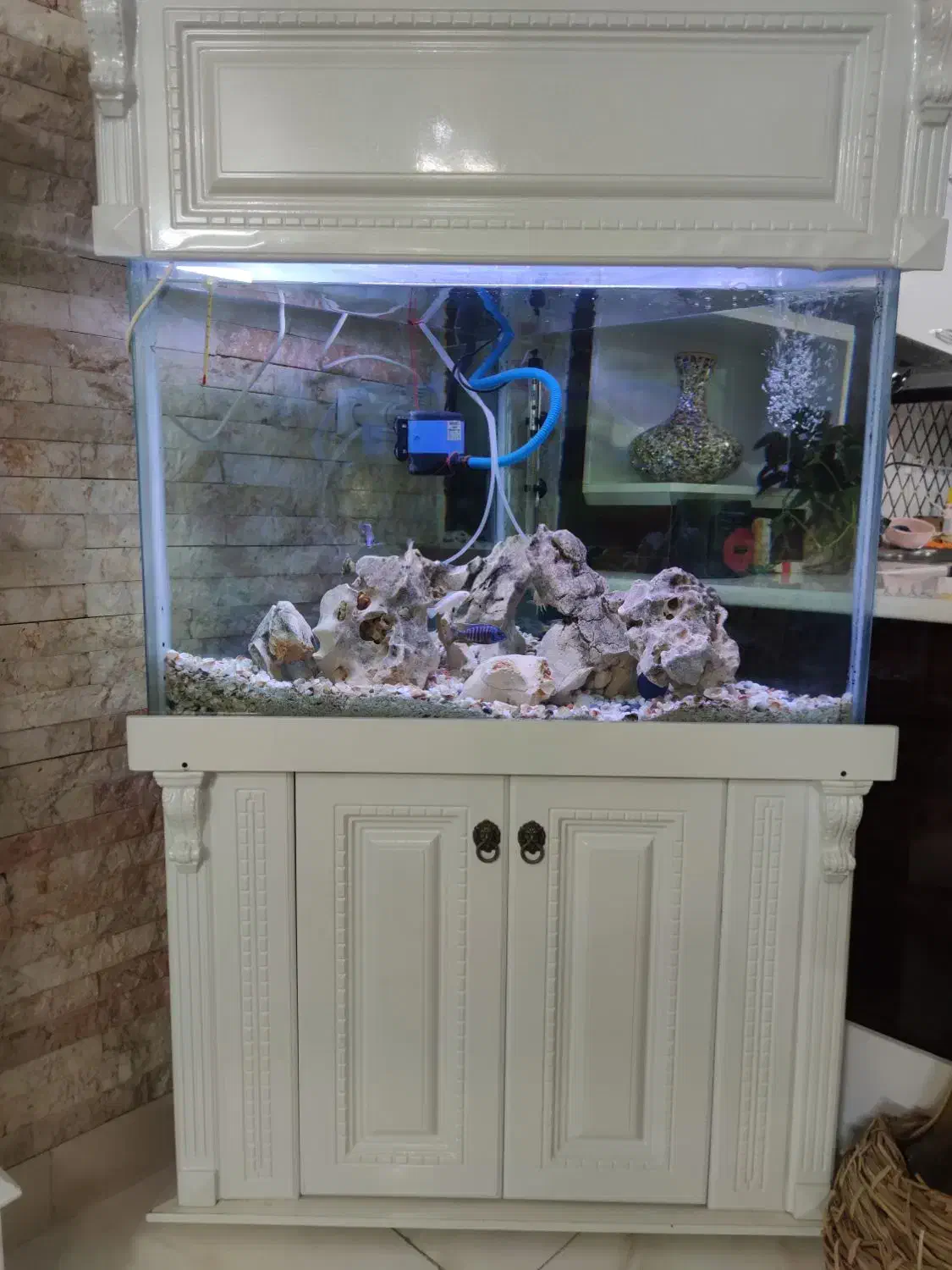 آکواریوم با لوازم|ماهی|صدرا-فارس, فاز ۱|دیوار