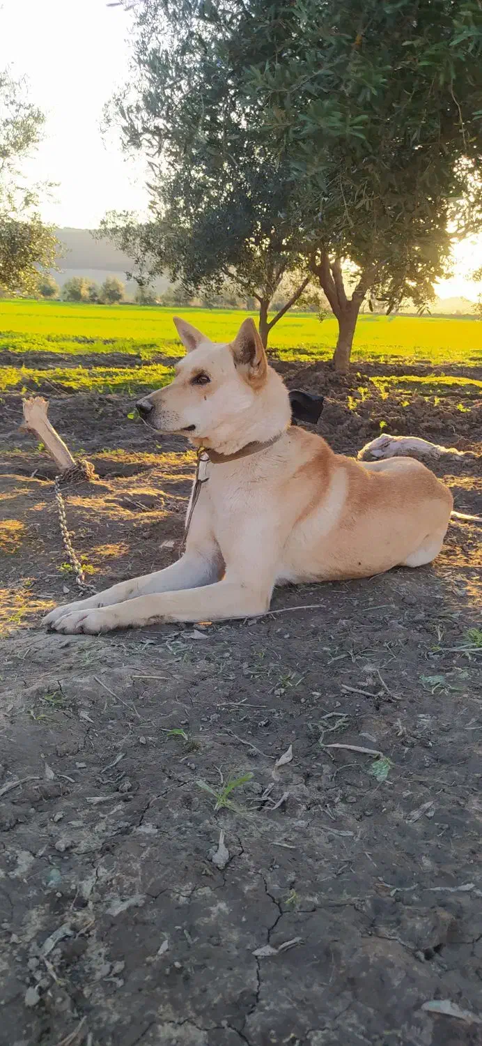 گرگی|سگ|مینودشت, |دیوار