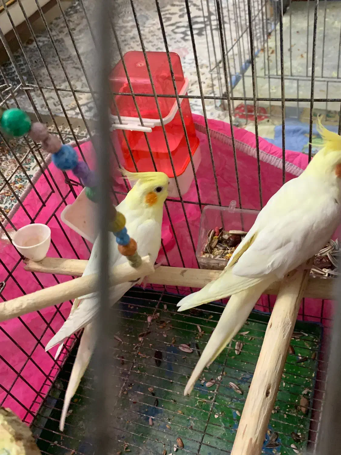 عروس هلندی مولد سالم لوتینو با قفس بزرگ|پرنده|اسلامشهر, شهرک سعیدیه|دیوار