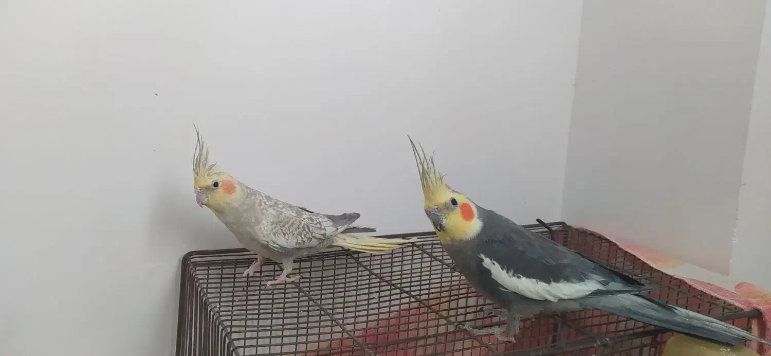 عروس‌هلندی‌نرو‌ماده|پرنده|بهار, |دیوار