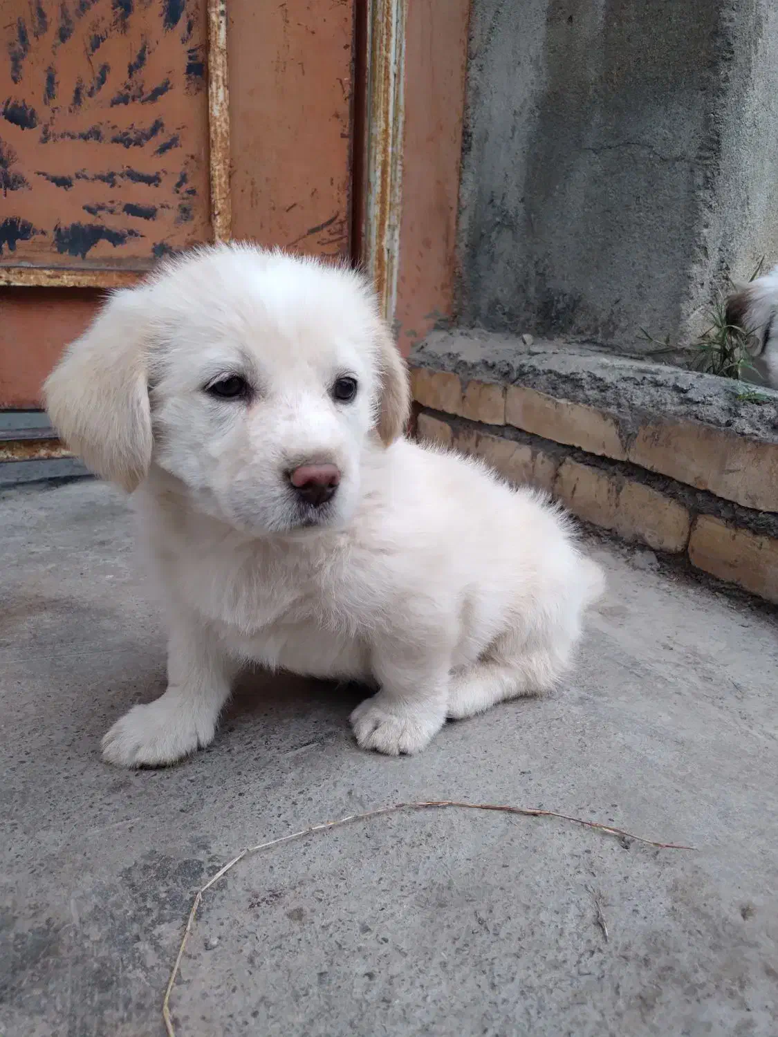 میکس توله شیتنزو اشپیتز|سگ|چمستان, |دیوار