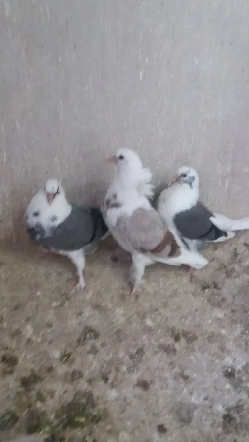 جوجه|پرنده|پیشوا, |دیوار