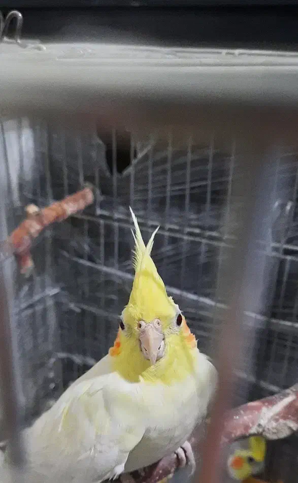 عروس هلندی|پرنده|فردیس, نگارستان|دیوار