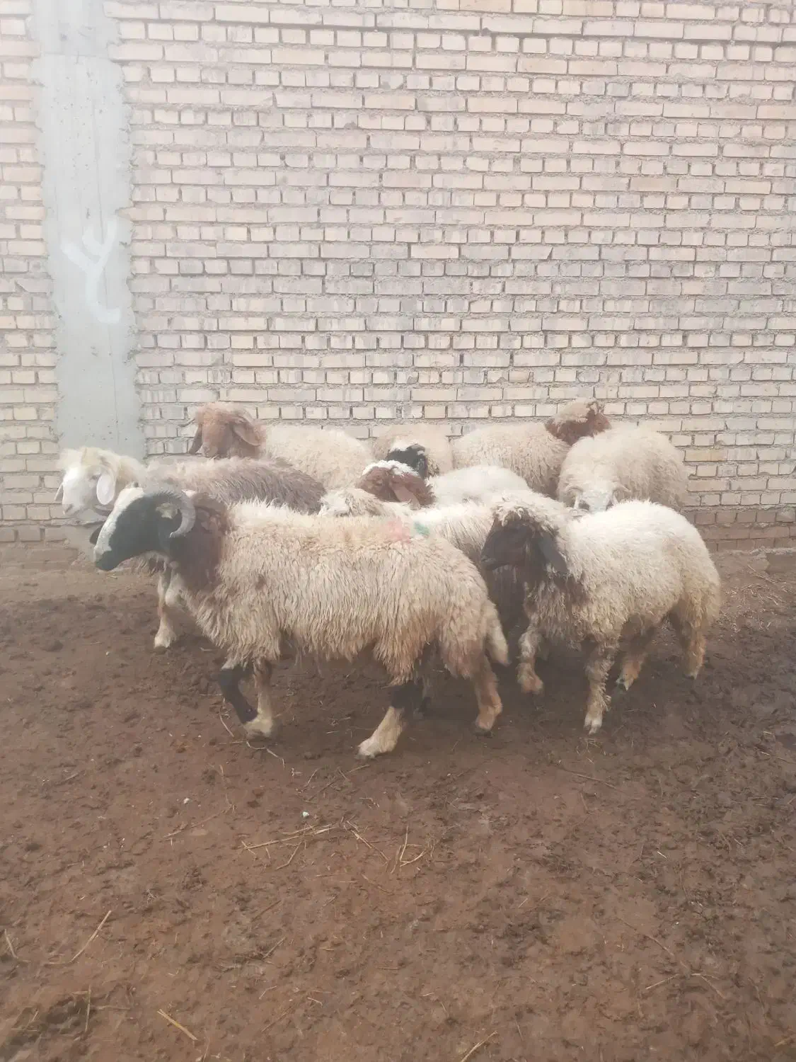 بره نر و ماده تکی و جمله موجود است|حیوانات مزرعه|شوش, |دیوار