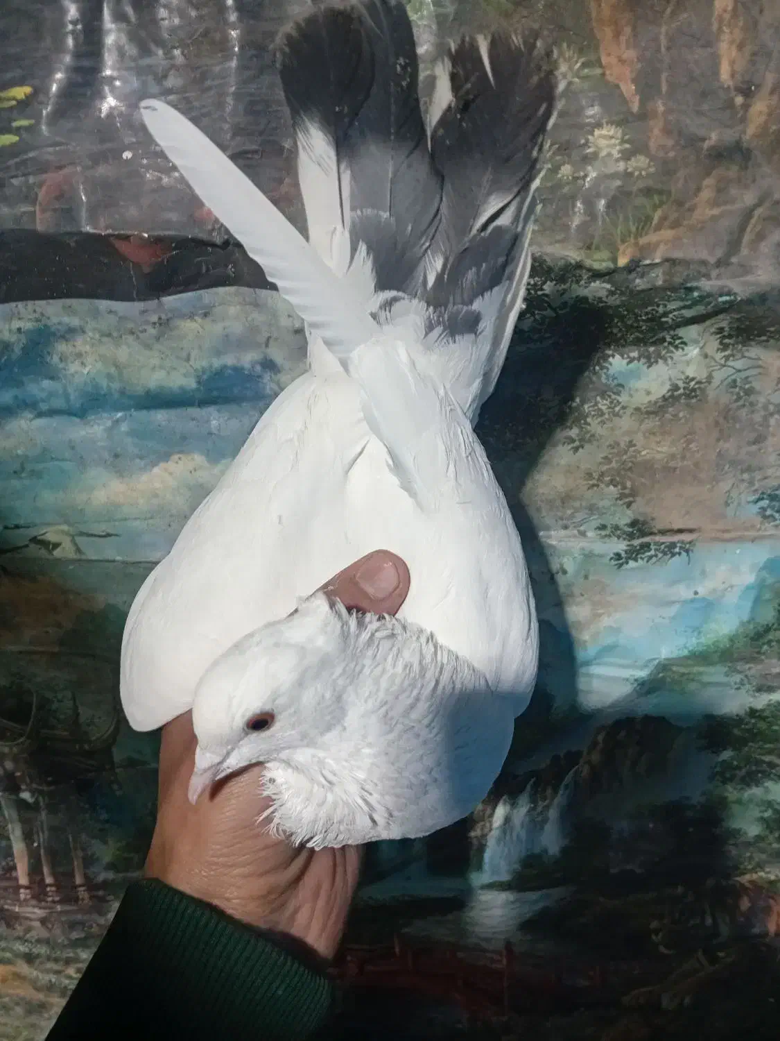 کبوتر|پرنده|ورامین, خیر آباد|دیوار