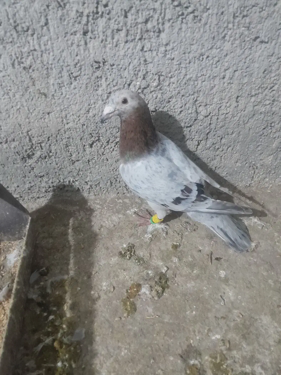 هفرنگ نر پرشی|پرنده|بشاریات, |دیوار