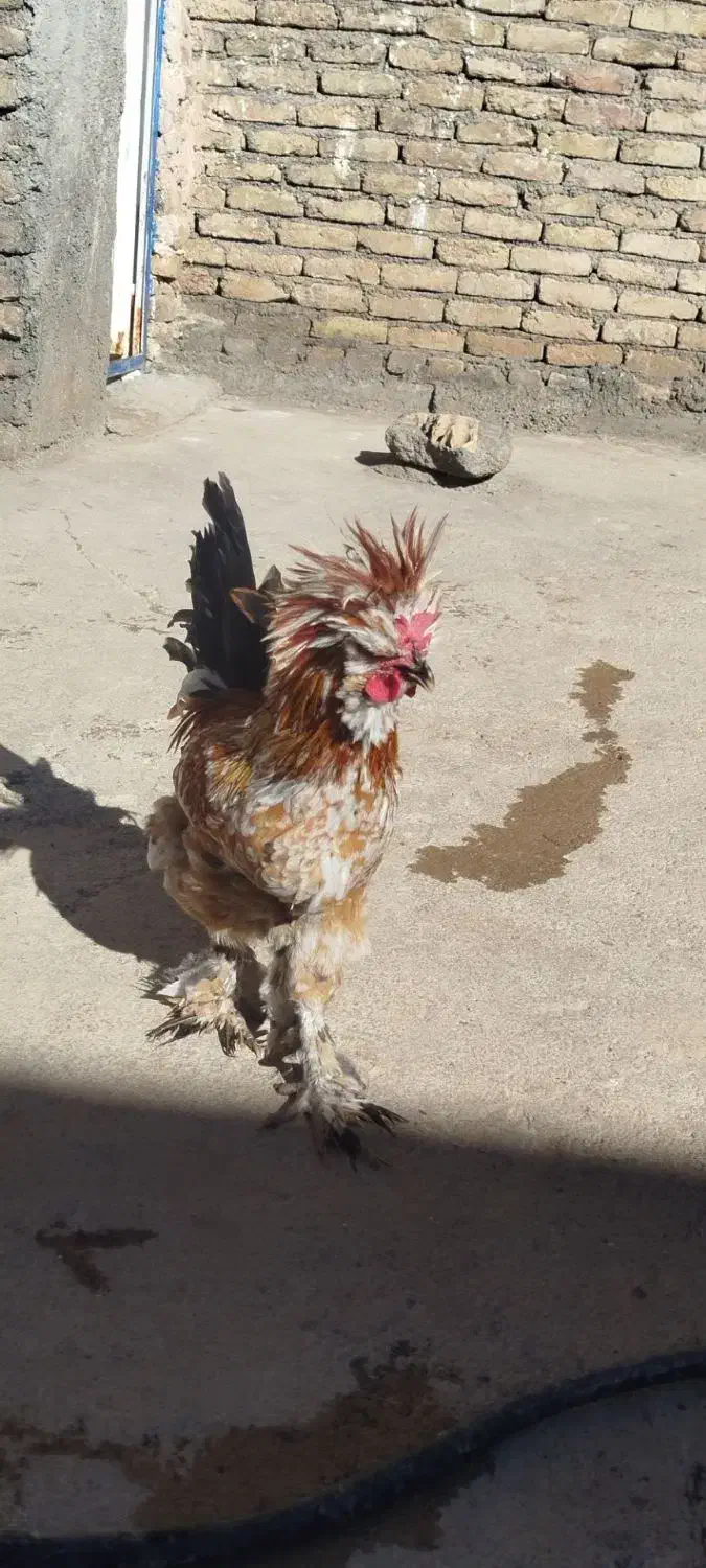 خروس|حیوانات مزرعه|نورآباد, |دیوار