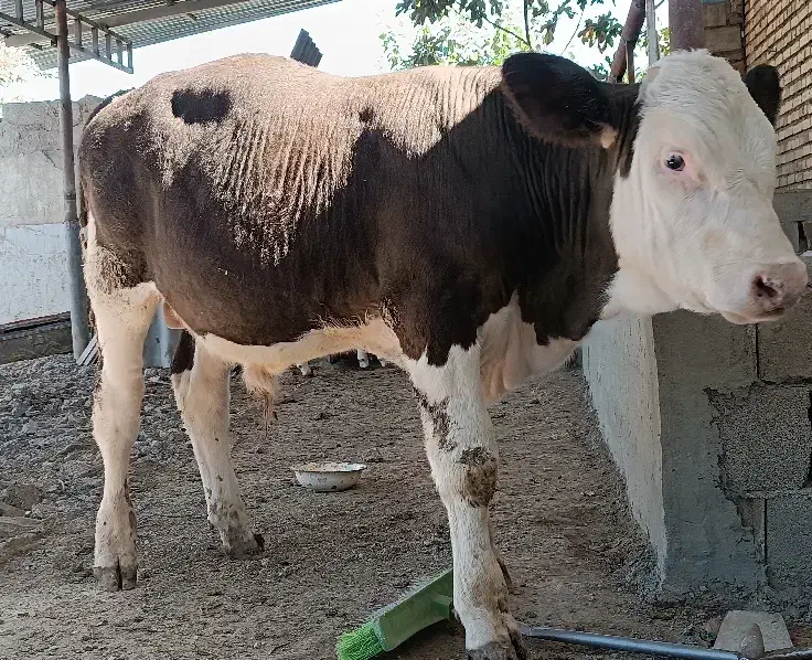 گوساله نر|حیوانات مزرعه|گنبد کاووس, |دیوار