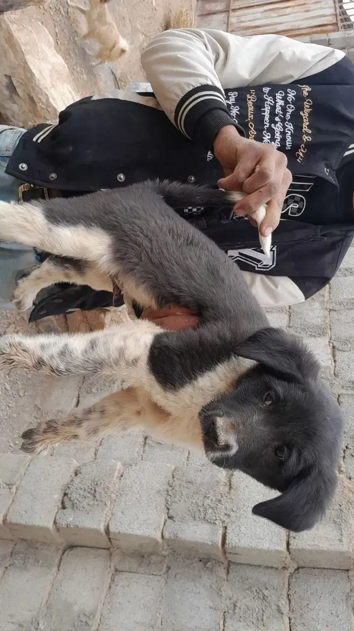 واگذاری سگ قهدریجان|سگ|لنجان, |دیوار