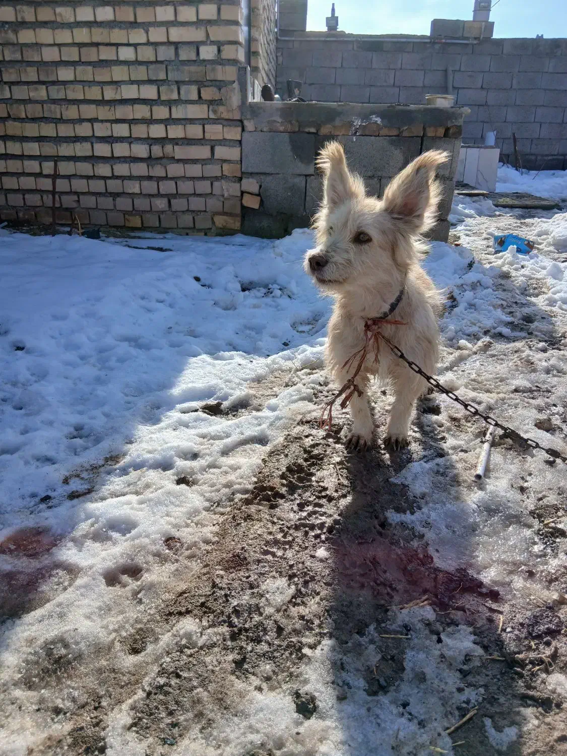 فروشی|سگ|تربت‌حیدریه, حسنی بالا|دیوار