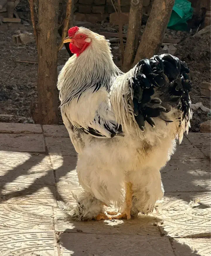 تخم نطفه دار برهما لایت و بلو لایت|حیوانات مزرعه|اصفهان, احمدآباد|دیوار