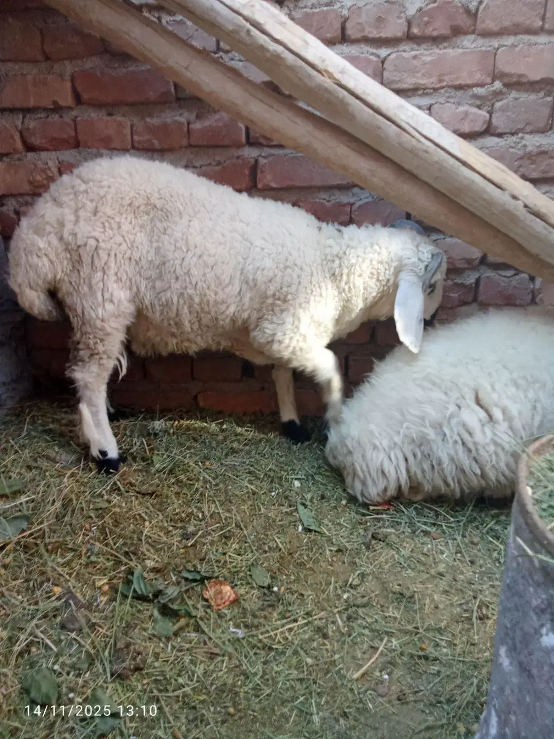 بره شیر نرو ماده|حیوانات مزرعه|کرمان, |دیوار