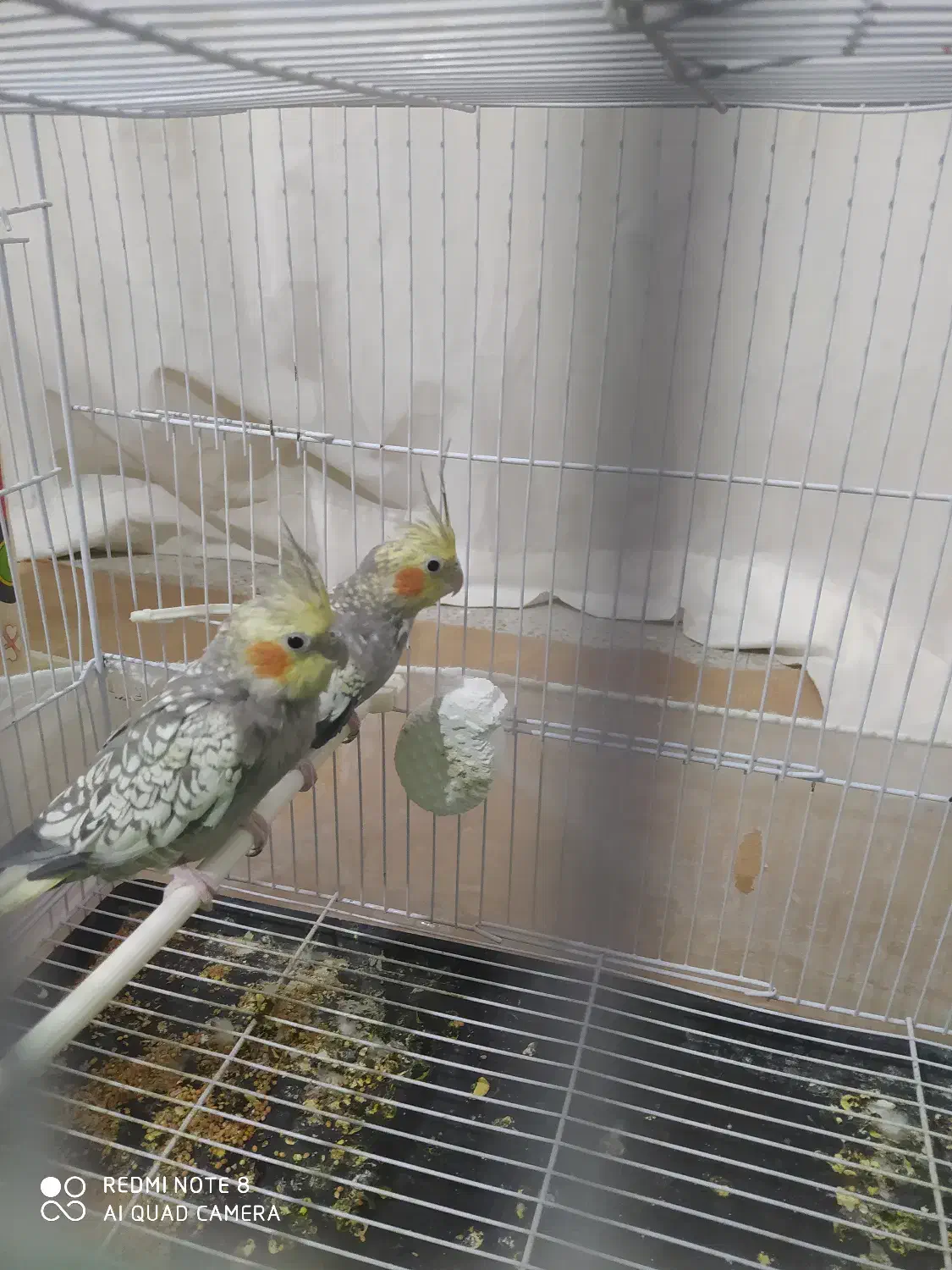 عروس هلندی|پرنده|شیروان (خراسان), |دیوار