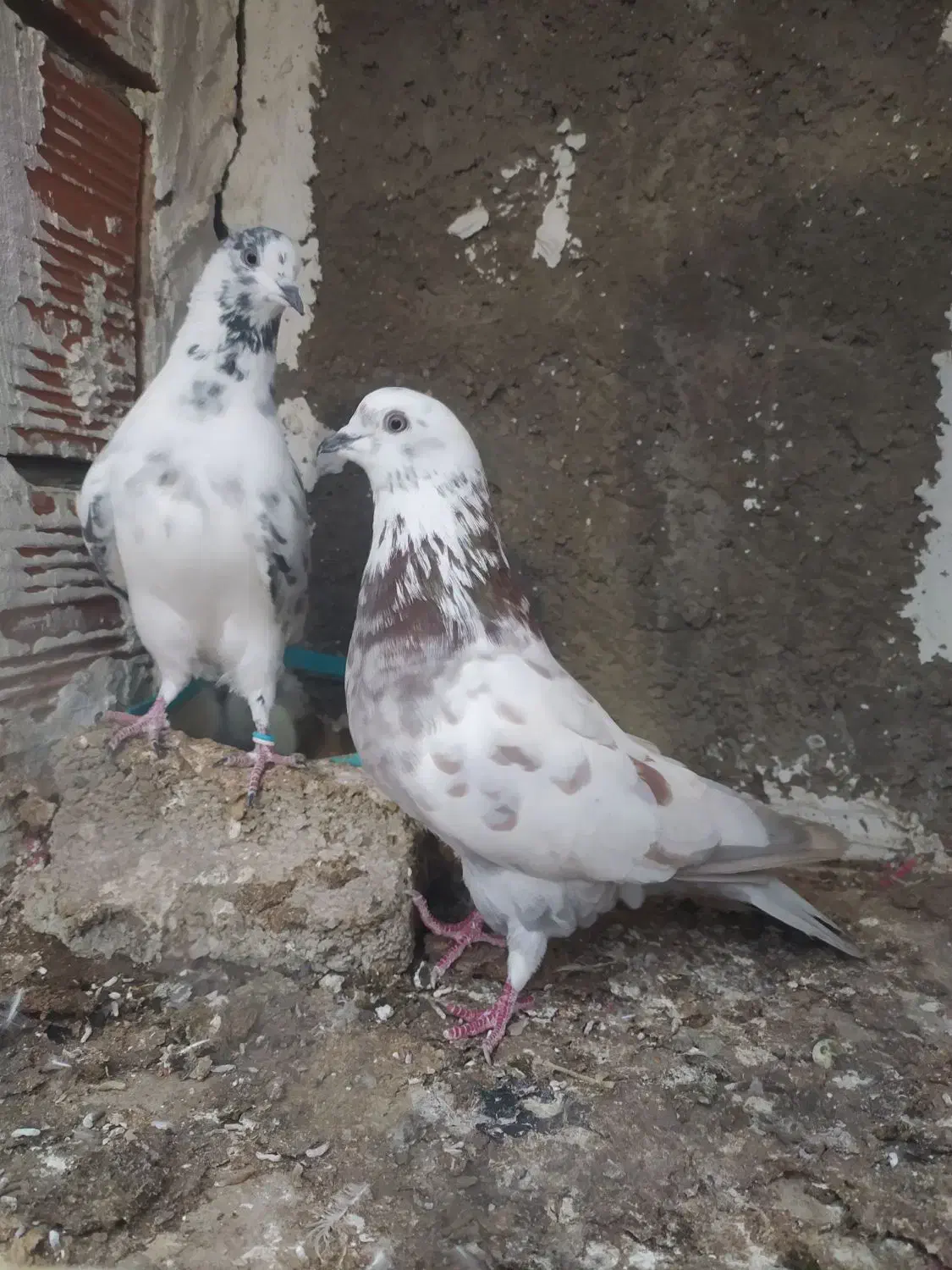 کبوتر پرشی و جوجه کشی|پرنده|سورک, |دیوار