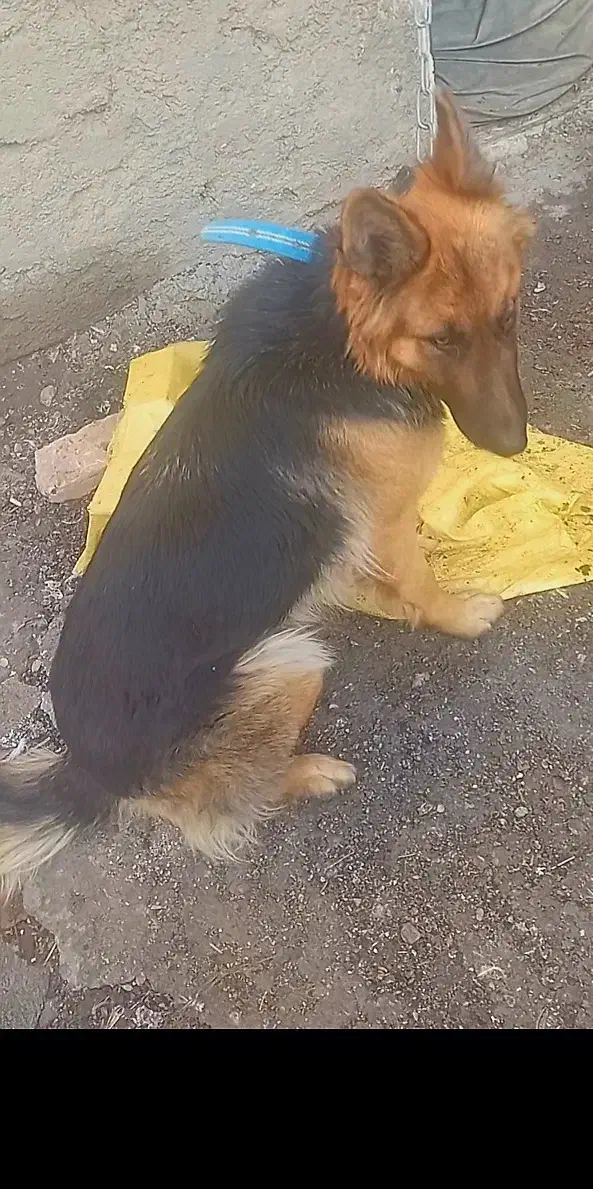 سگ ژرمن|حیوانات|اندیشه, اندیشه فاز ۳|دیوار