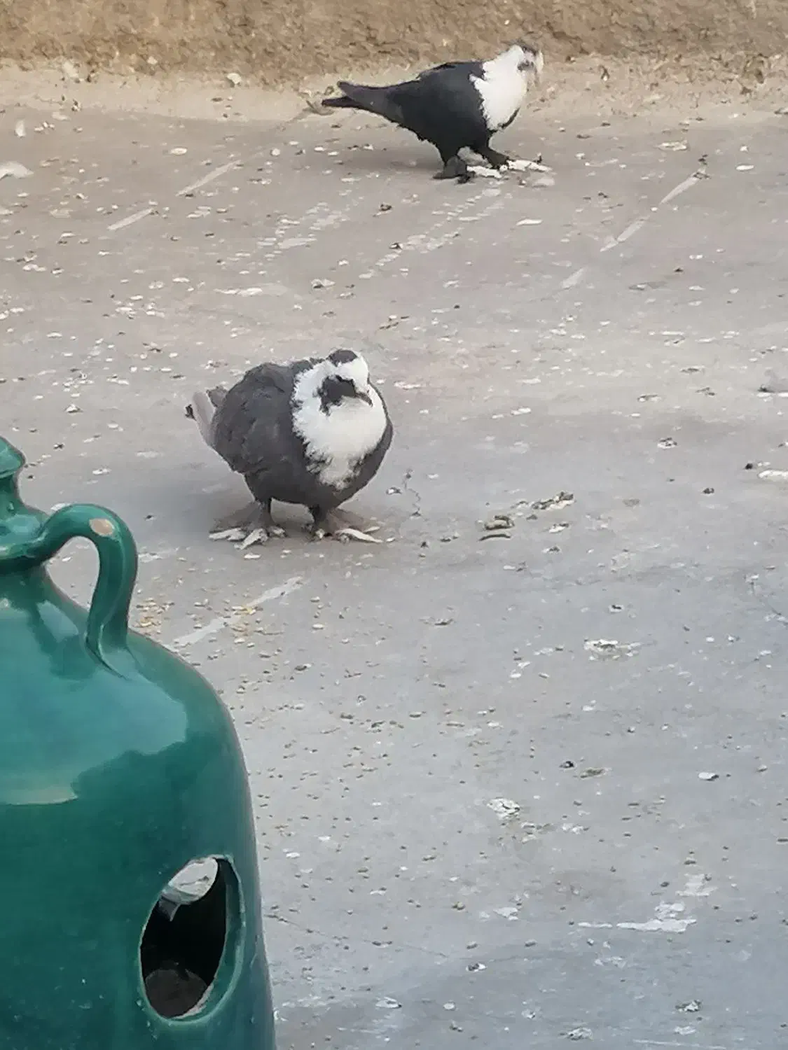 کبوتر|پرنده|شیراز, فرودگاه شهید دستغیب شیراز|دیوار