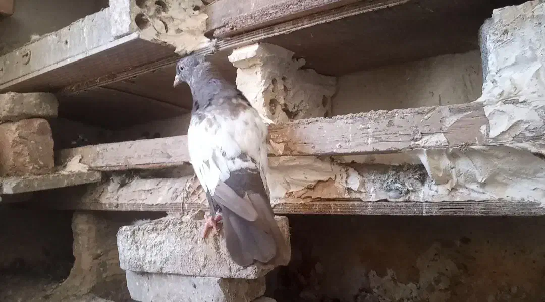 سینه ایی|پرنده|مسجد سلیمان, |دیوار