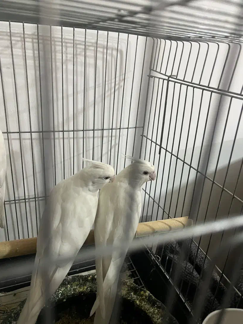 عروس هلندی جوجه|پرنده|کرج, آق تپه|دیوار