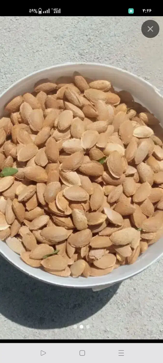 بادام تازه پرمغز چهارمحال|خوردنی و آشامیدنی|گتوند, |دیوار