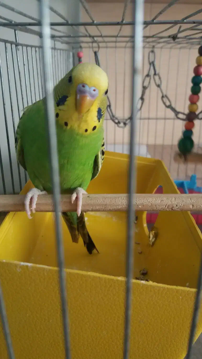 مرغ عشق جفت|پرنده|ری, حمزه‌آباد|دیوار