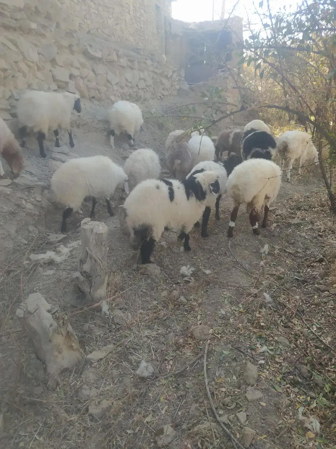 بره چاق|حیوانات مزرعه|درمیان, |دیوار