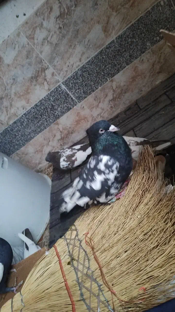 کبوتر سینه ای|پرنده|یاسوج, |دیوار