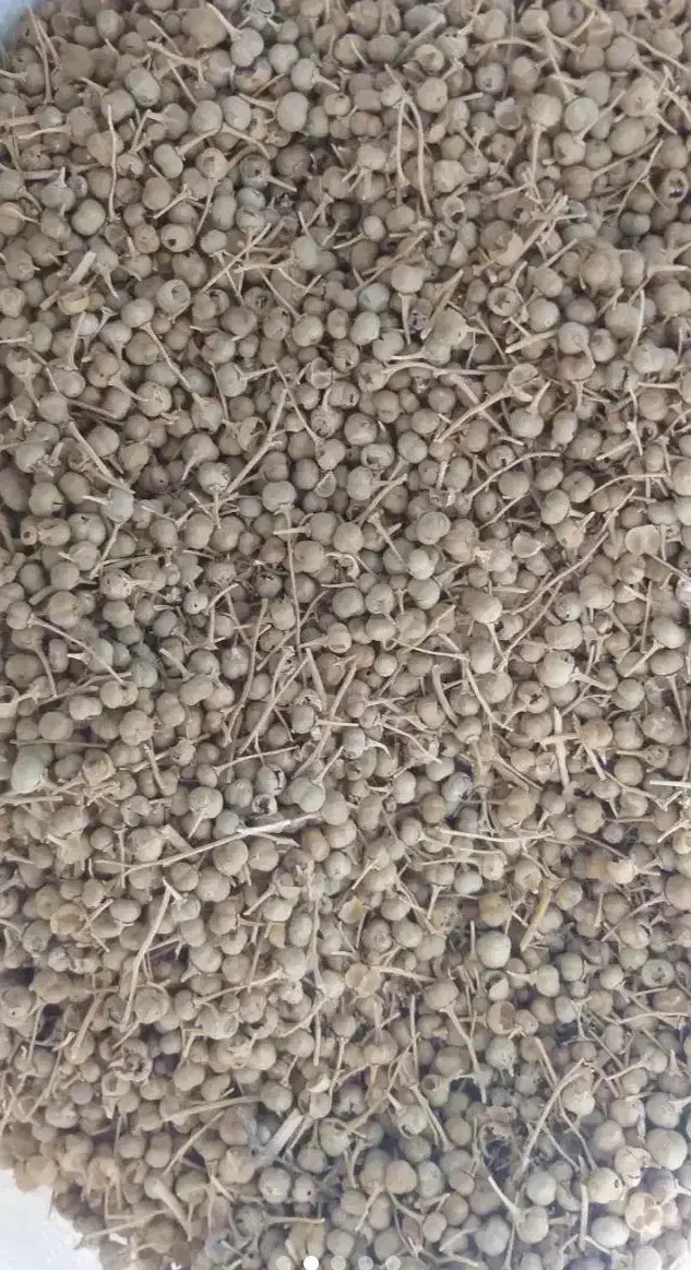 اسپند محلی|حراج|قروه, |دیوار