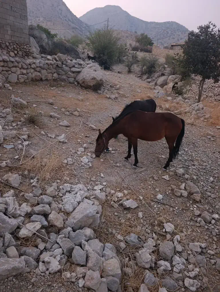 فروش مادیون|اسب و تجهیزات اسبسواری|کوه چنار, |دیوار