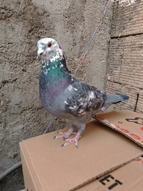 کبوتر مسافتی نر کله ماستی|پرنده|فردیس, سپید دشت|دیوار