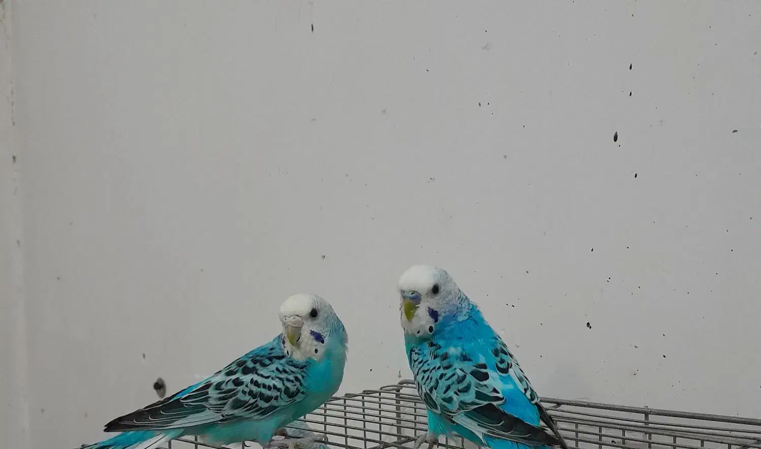 سه عدد مرغ عشق زیبا|پرنده|خوی, |دیوار