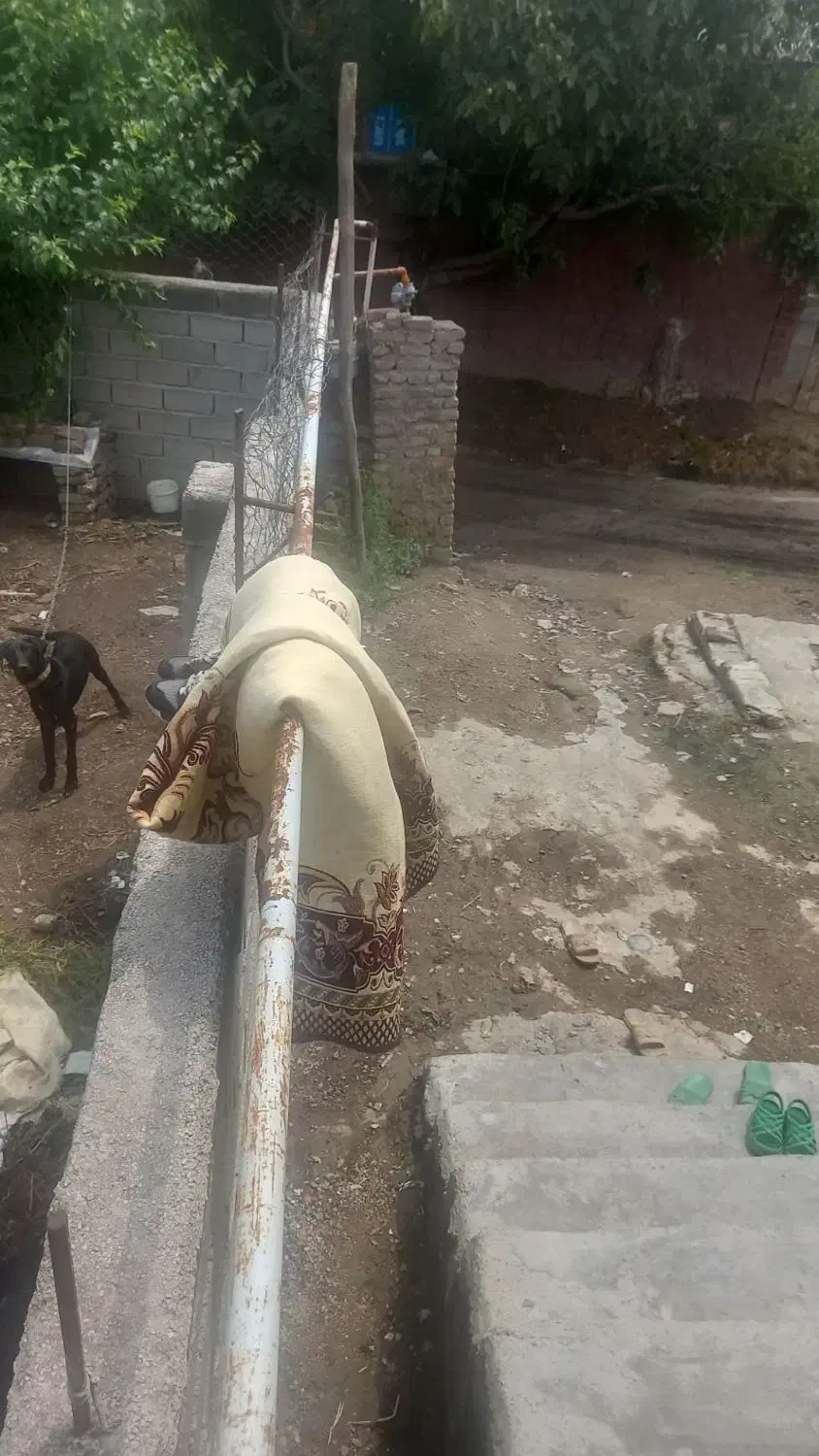 سگ دنبلانیئ|سگ|مینودشت, |دیوار