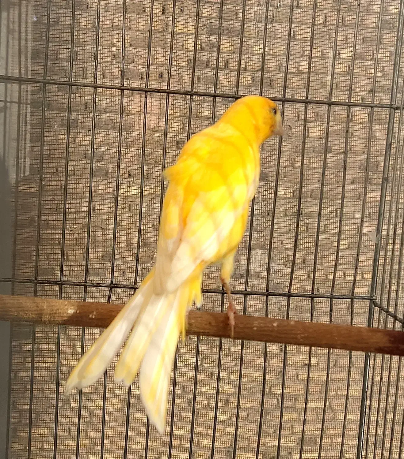 قناری طلایی نر|پرنده|قزوین, |دیوار