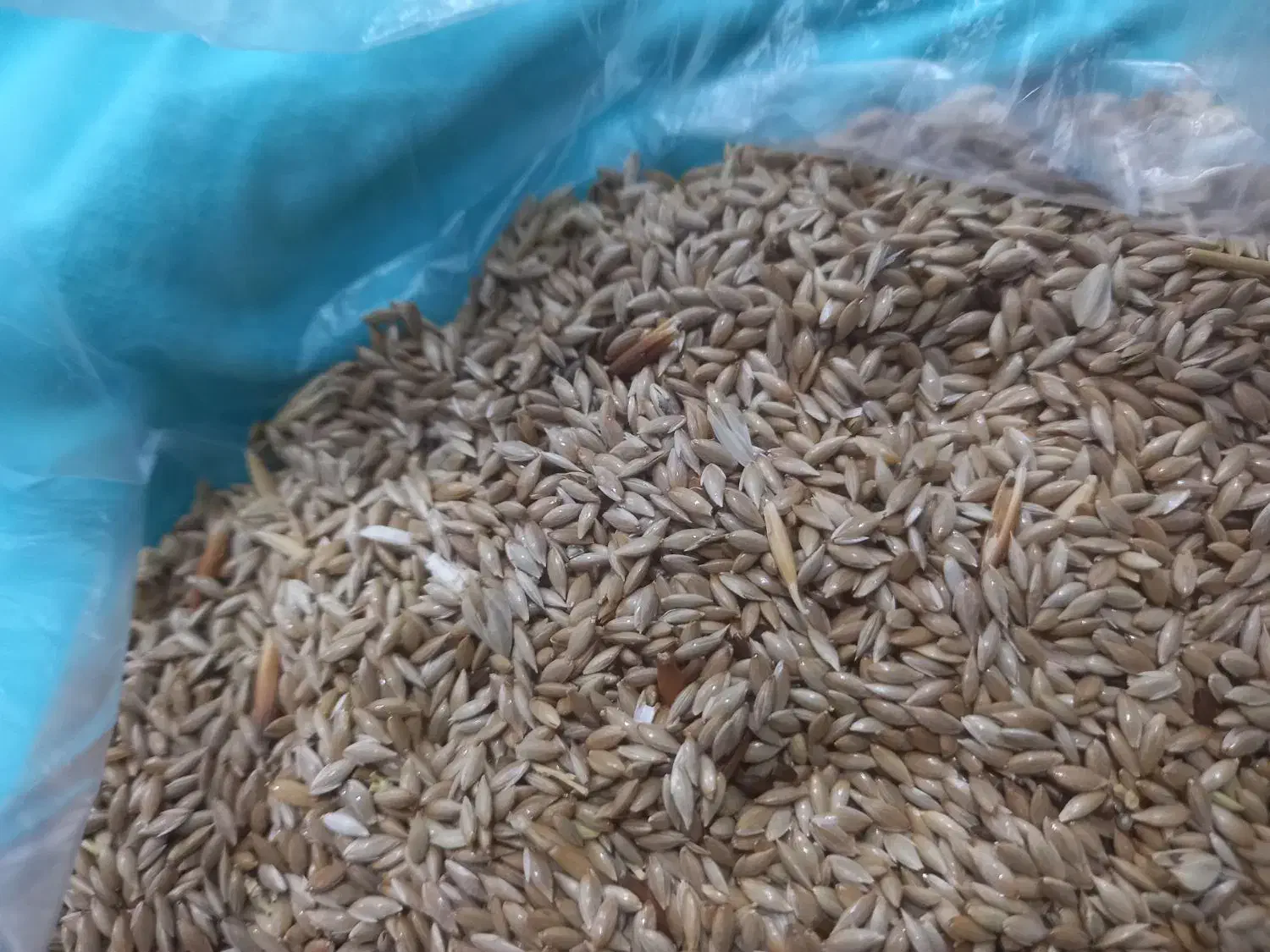 فروش بذر کتان|گل و گیاه طبیعی|گرمی, |دیوار