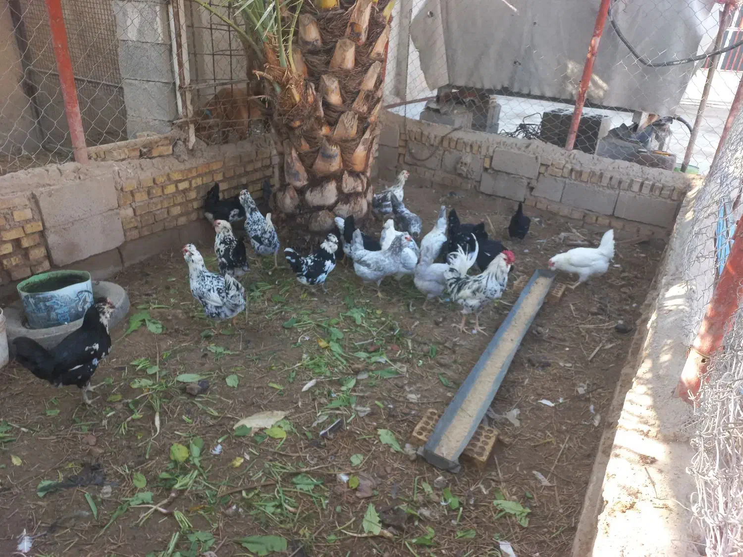 تخم مرغ گلین ریشو چهل پنگوهنی|خوردنی و آشامیدنی|شوشتر, |دیوار