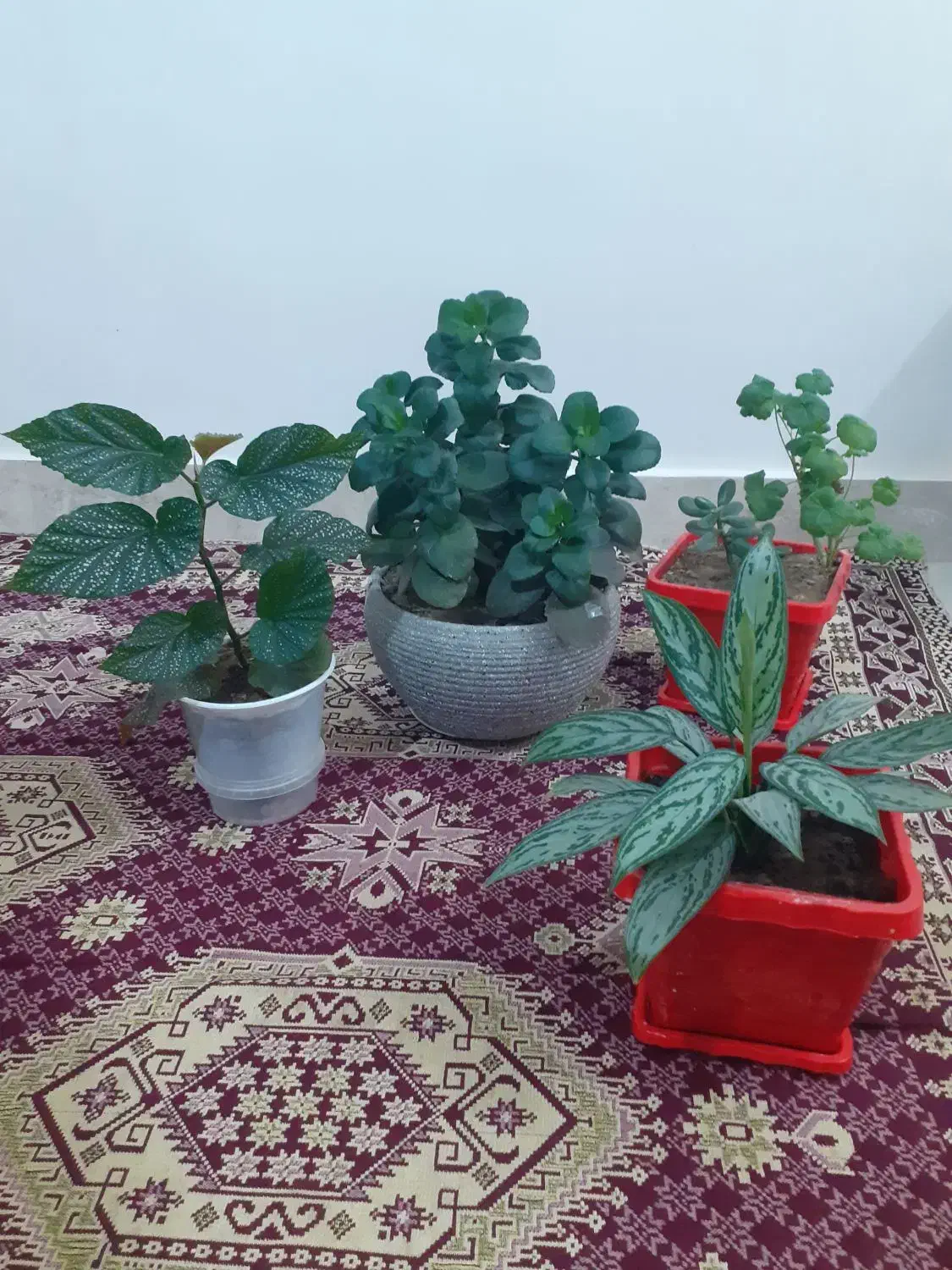 گل طبیعی|گل و گیاه طبیعی|سراب, |دیوار