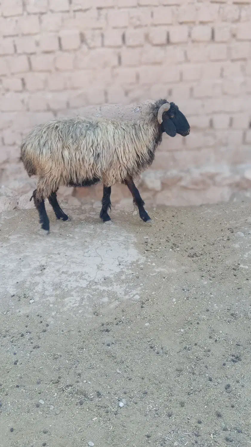 فروش میش آبستن و بره نر|حیوانات مزرعه|داراب, |دیوار