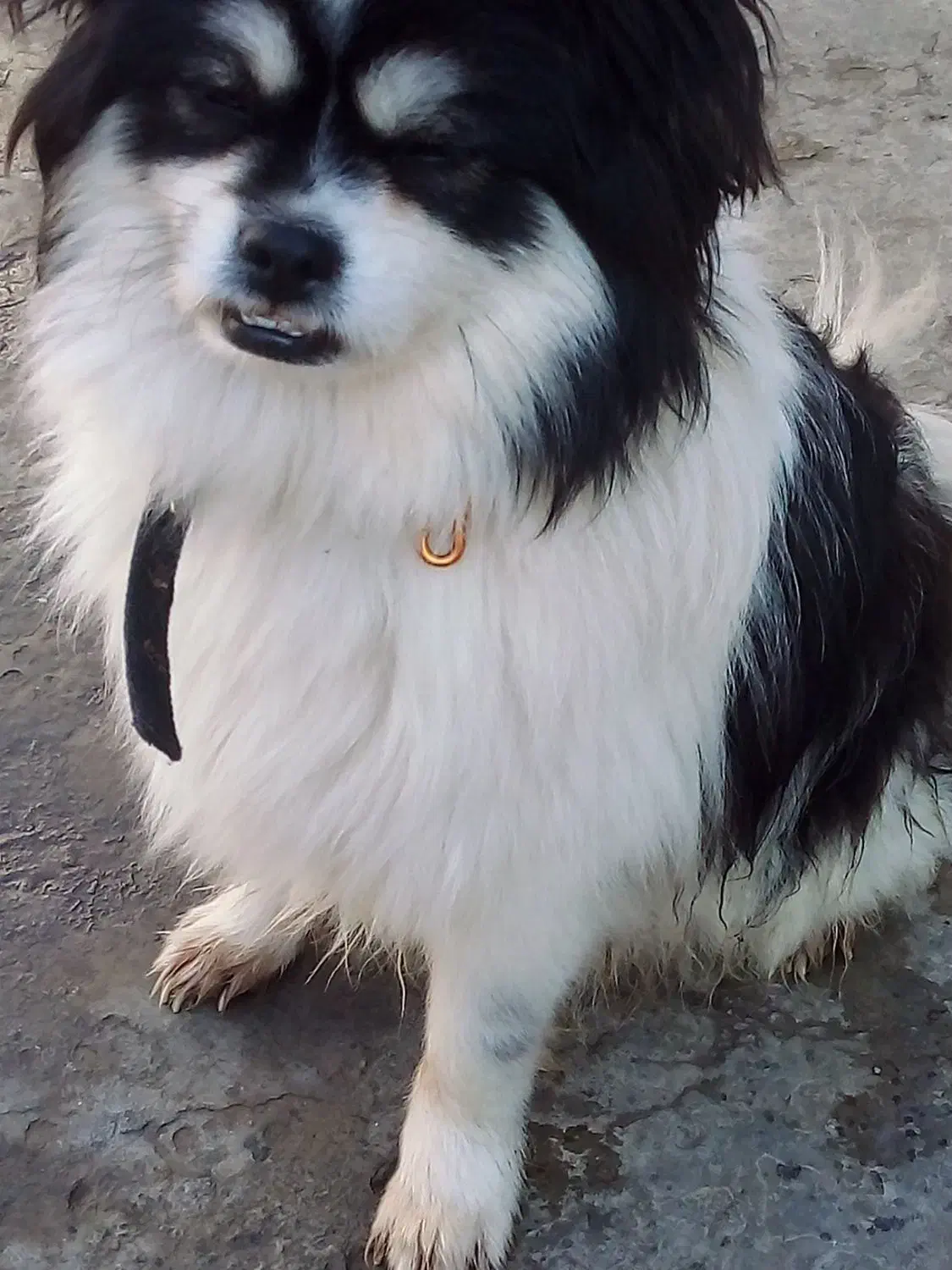 پا کوتاه فوقولاده زیبا و جوان تربیت شده|سگ|ساری, |دیوار